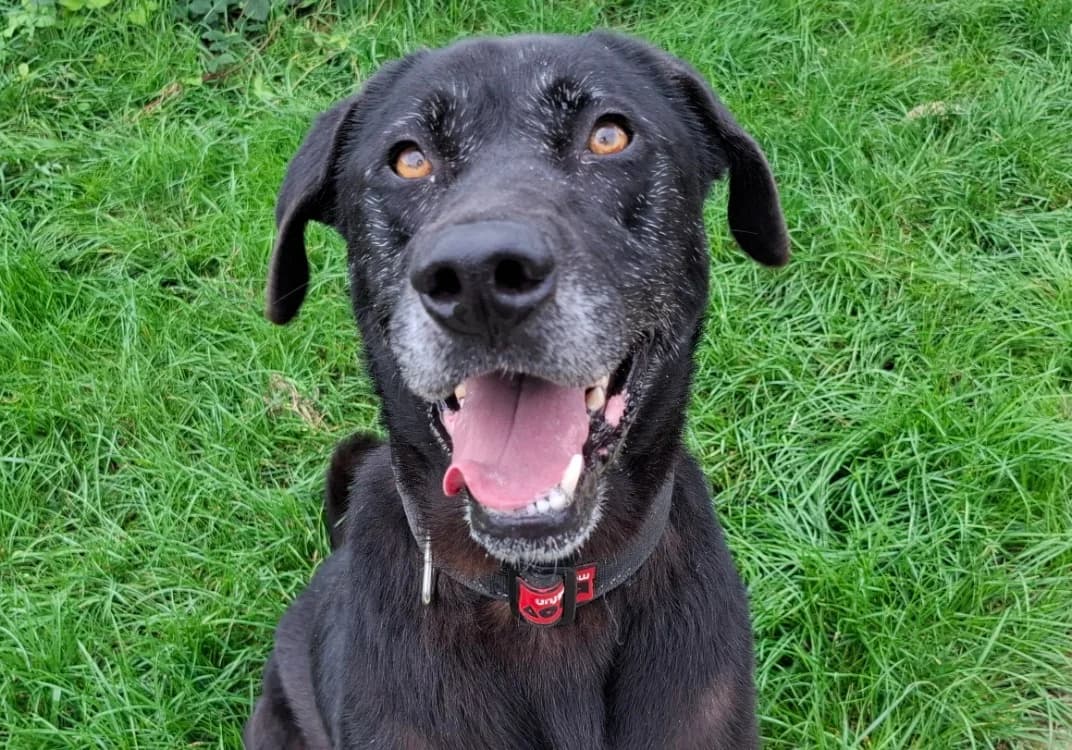 NAYA, female mixed breed for adoption at SPA Sarreguemines, Sarreguemines