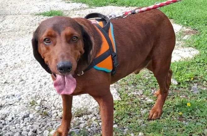 TOBY, male Basset Hound for adoption at SPA Sarreguemines, Sarreguemines