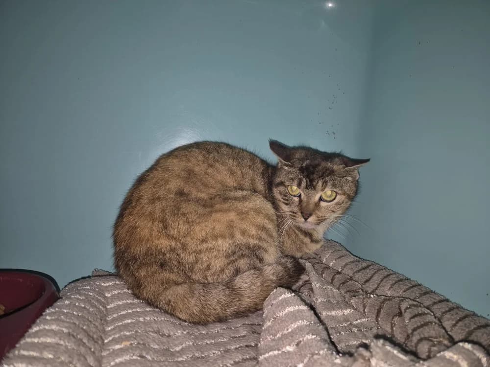 MOKA, female mixed breed for adoption at SPA Sarreguemines, Sarreguemines