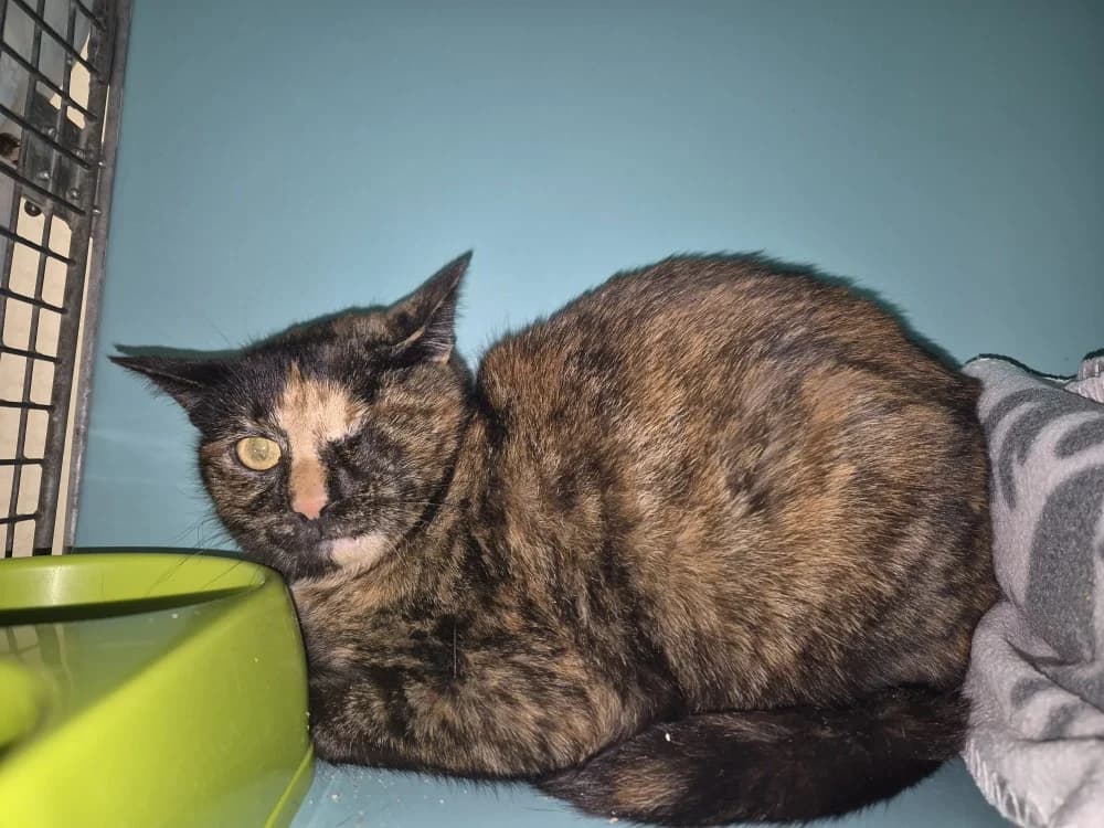 CHOCOLAT, female mixed breed for adoption at SPA Sarreguemines, Sarreguemines