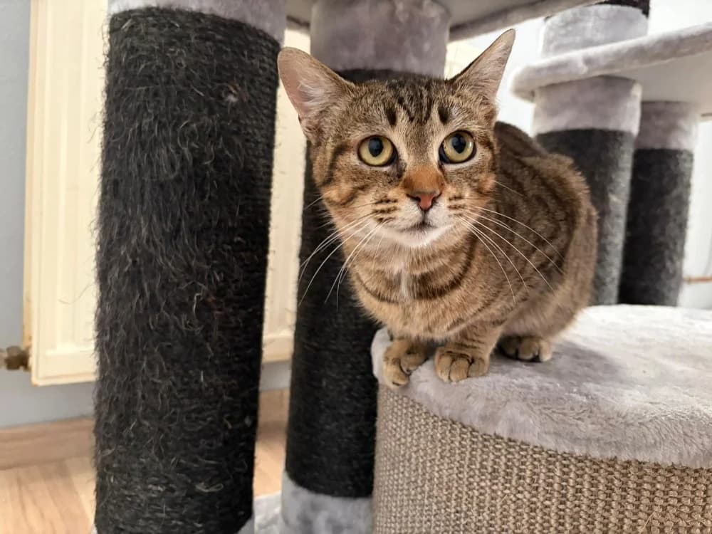 VAYLA, female mixed breed for adoption at SPA Sarreguemines, Sarreguemines