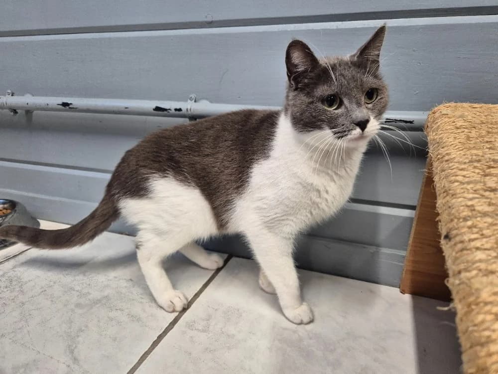 URSULA, female mixed breed for adoption at SPA Sarreguemines, Sarreguemines