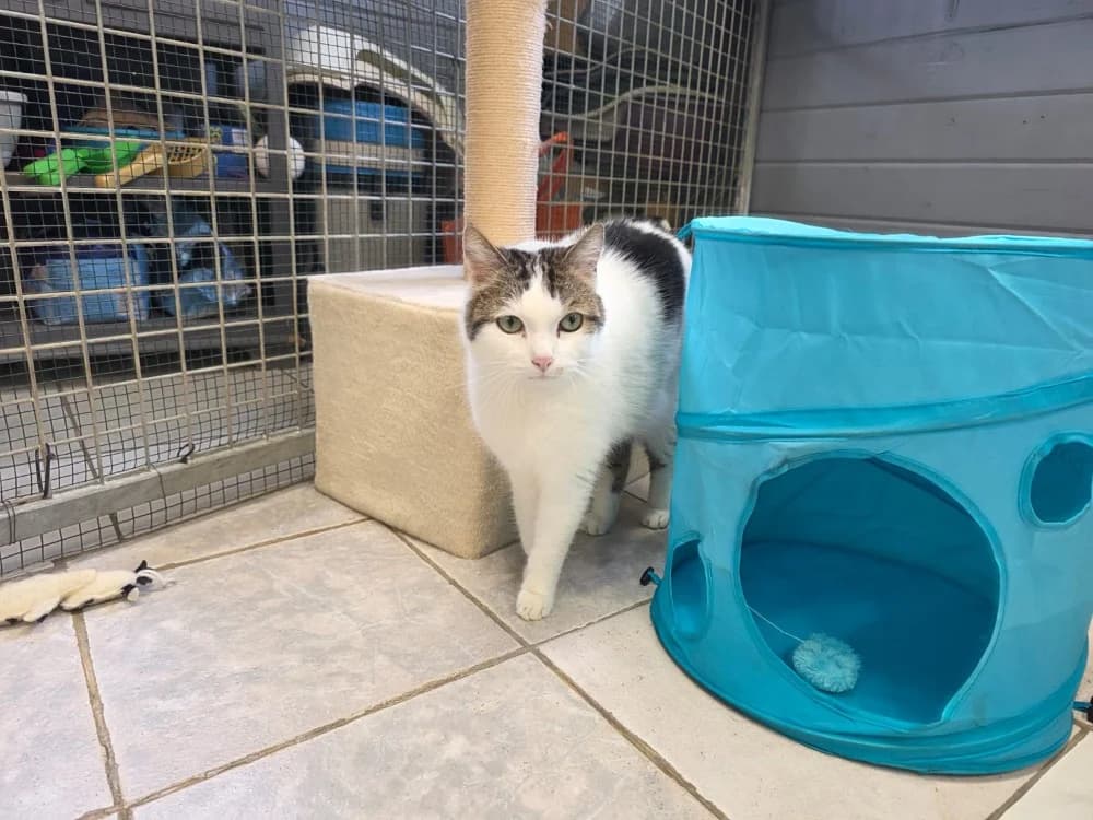 LOULOU, male mixed breed for adoption at SPA Sarreguemines, Sarreguemines