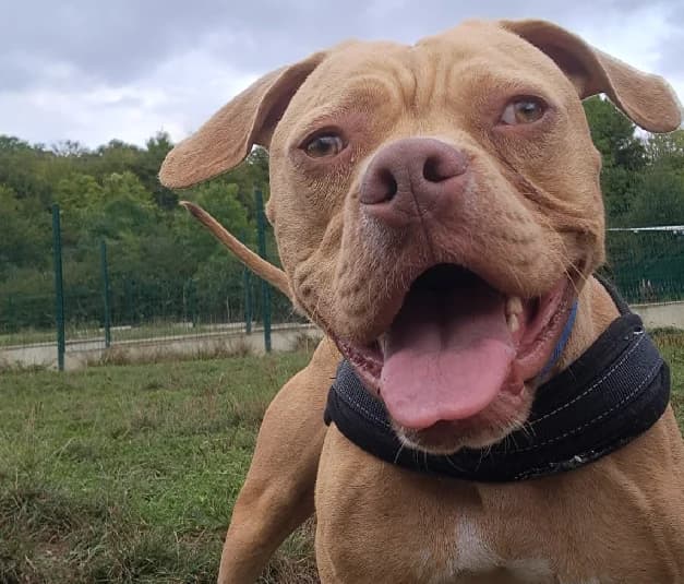 TWIST, male French Bulldog for adoption at SPA Sarreguemines, Sarreguemines