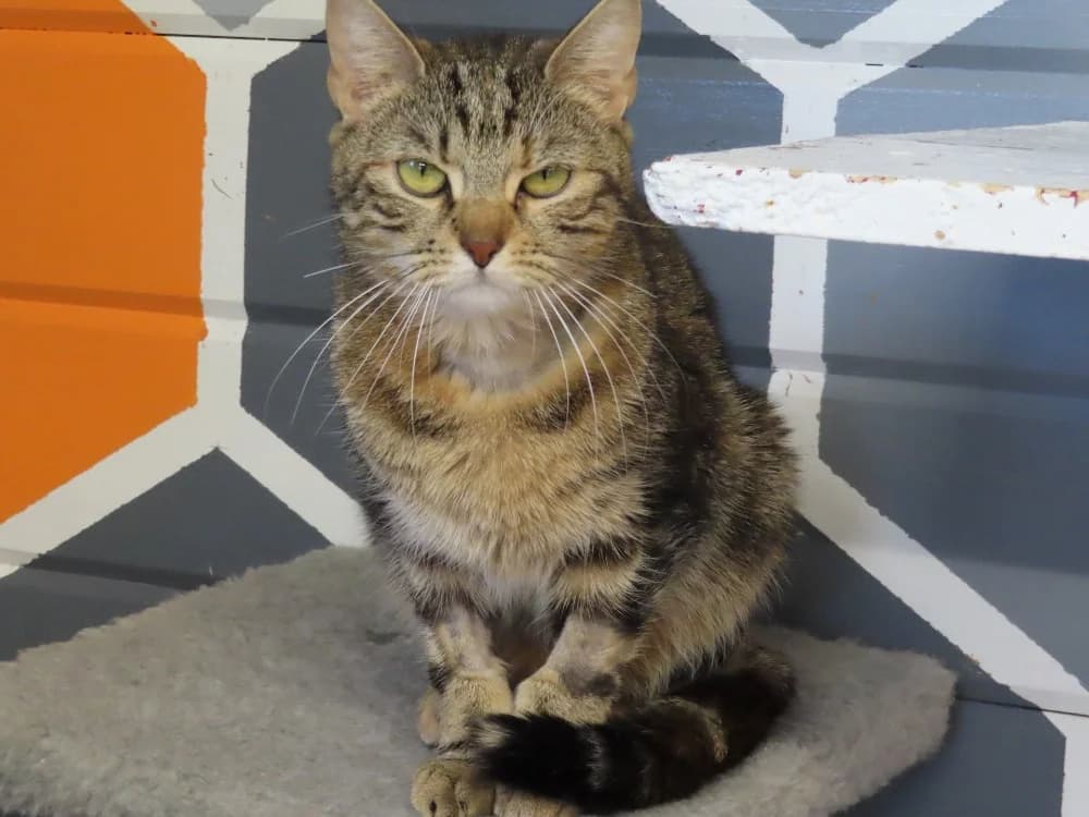 FREYA, female young Mixed Breed for adoption at SPA Sarreguemines, Sarreguemines