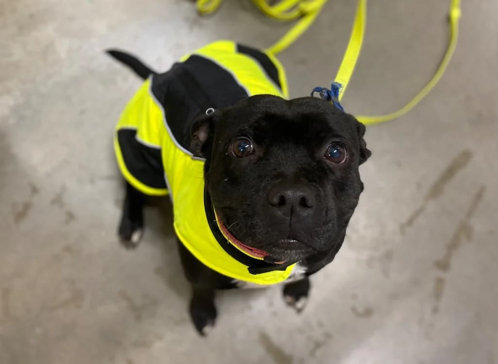 RITA, female Staffordshire Bull Terrier for adoption at SPA Thionville, Thionville