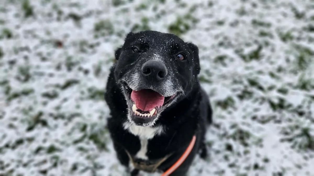 CHIPIE, female 7yo Border Collie for adoption at SPA Thionville, Thionville