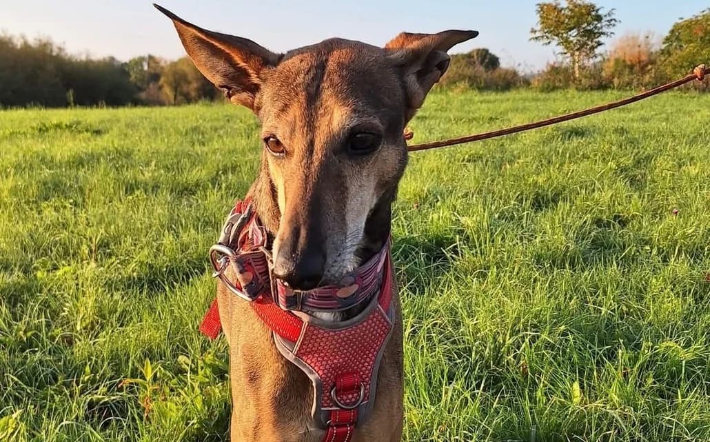 LACOSTE, male 5yo Greyhound for adoption at SPA Thionville, Thionville