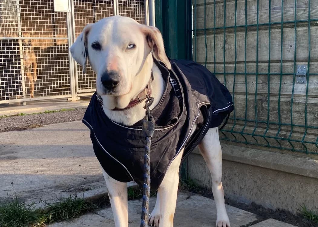 FIFI, female 5yo Dalmatian for adoption at SPA Thionville, Thionville