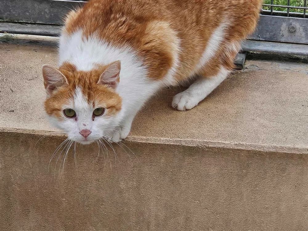 KITTY, female mixed breed for adoption at SPA Thionville, Thionville