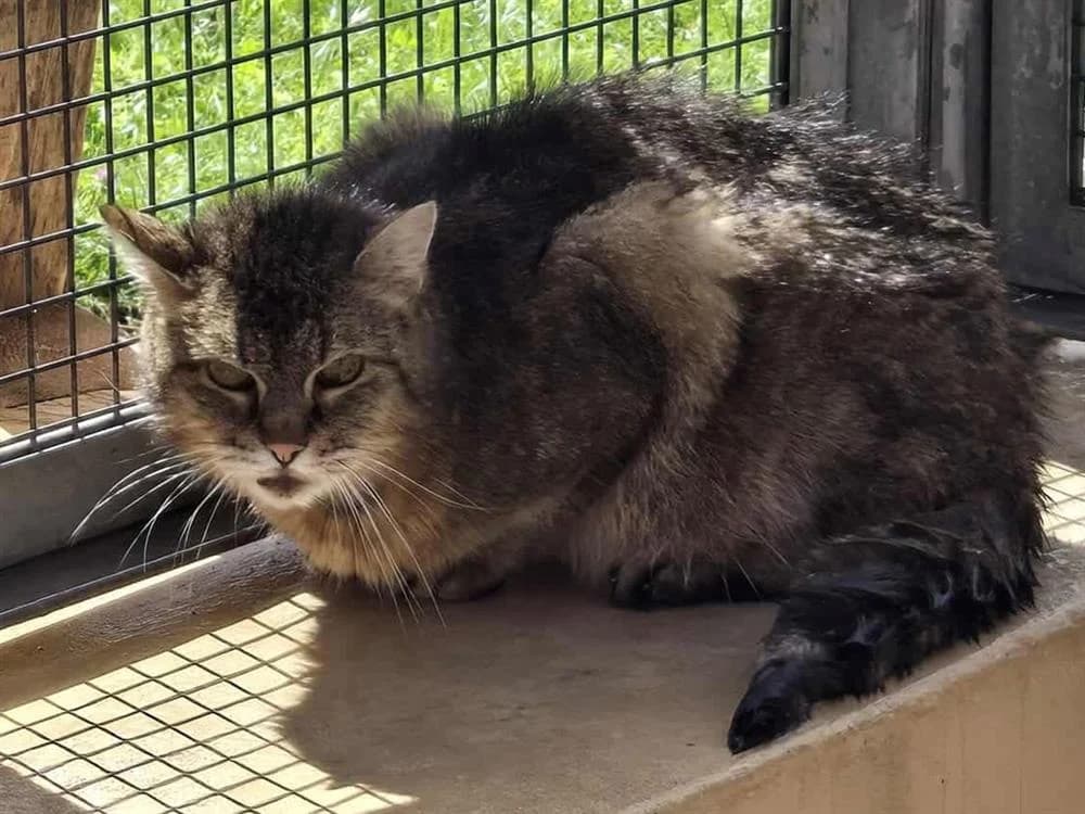 ARROW, male mixed breed for adoption at SPA Thionville, Thionville