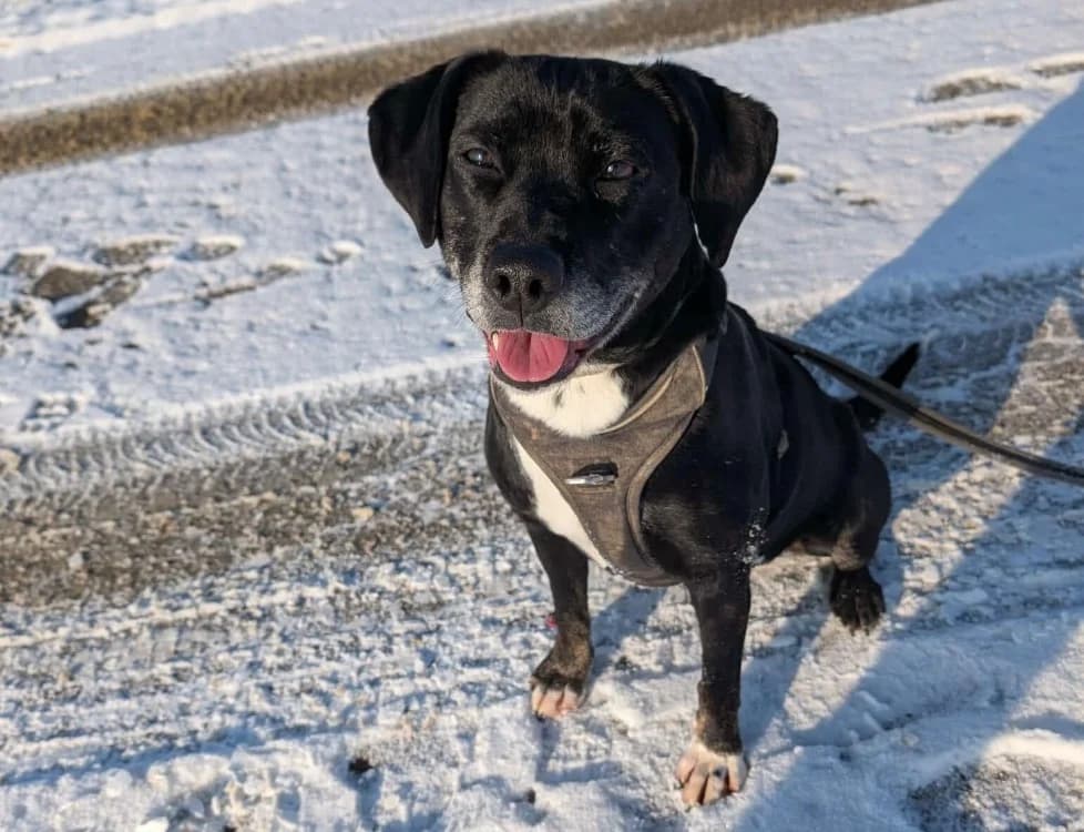 Samya, female 7yo Staffordshire Bull Terrier for adoption at SPA Thionville, Thionville