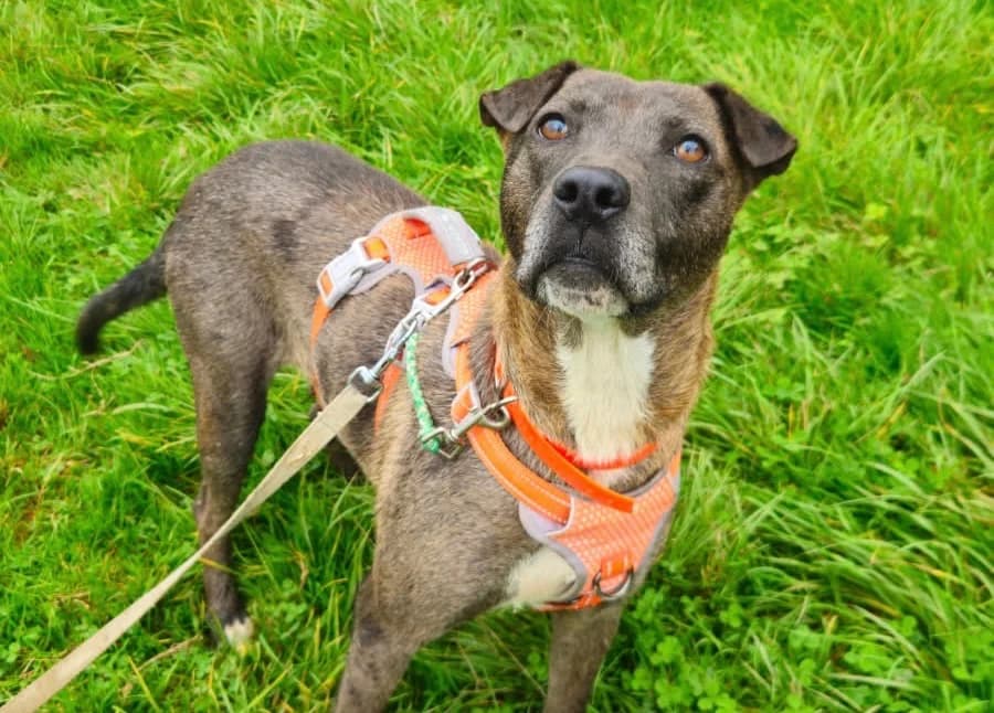 Perle, female Shar Pei for adoption at SPA Thionville, Thionville