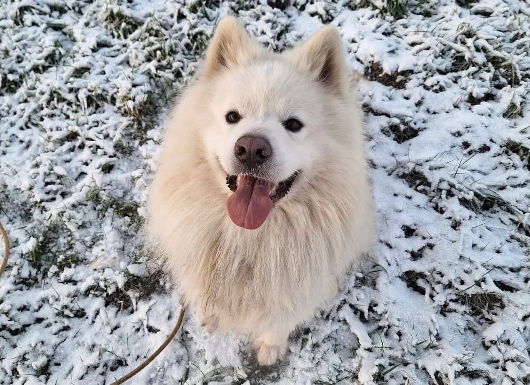 REX, male Samoyed for adoption at SPA Thionville, Thionville