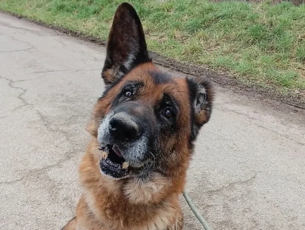 PATAPOUF, male senior German Shepherd for adoption at SPA Thionville, Thionville