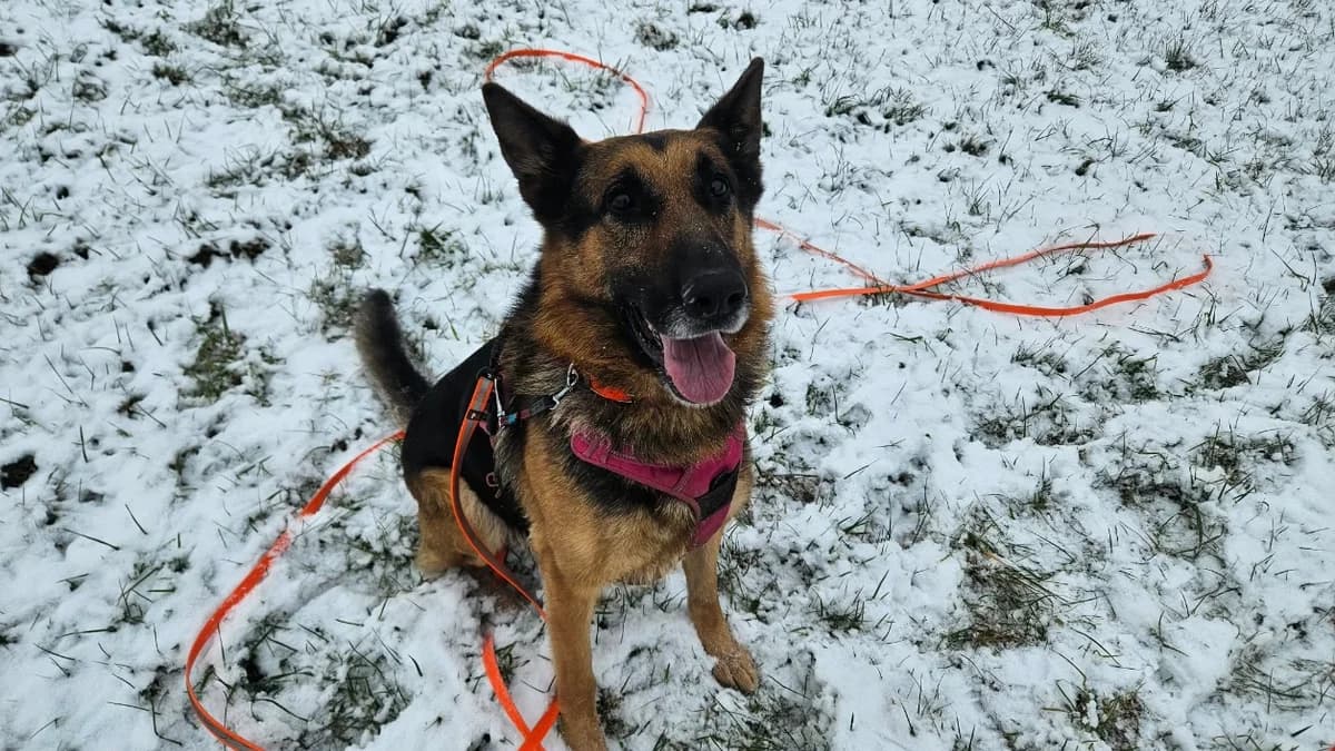 Black, male German Shepherd for adoption at SPA Thionville, Thionville