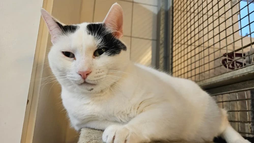 OPI, male mixed breed for adoption at SPA Thionville, Thionville