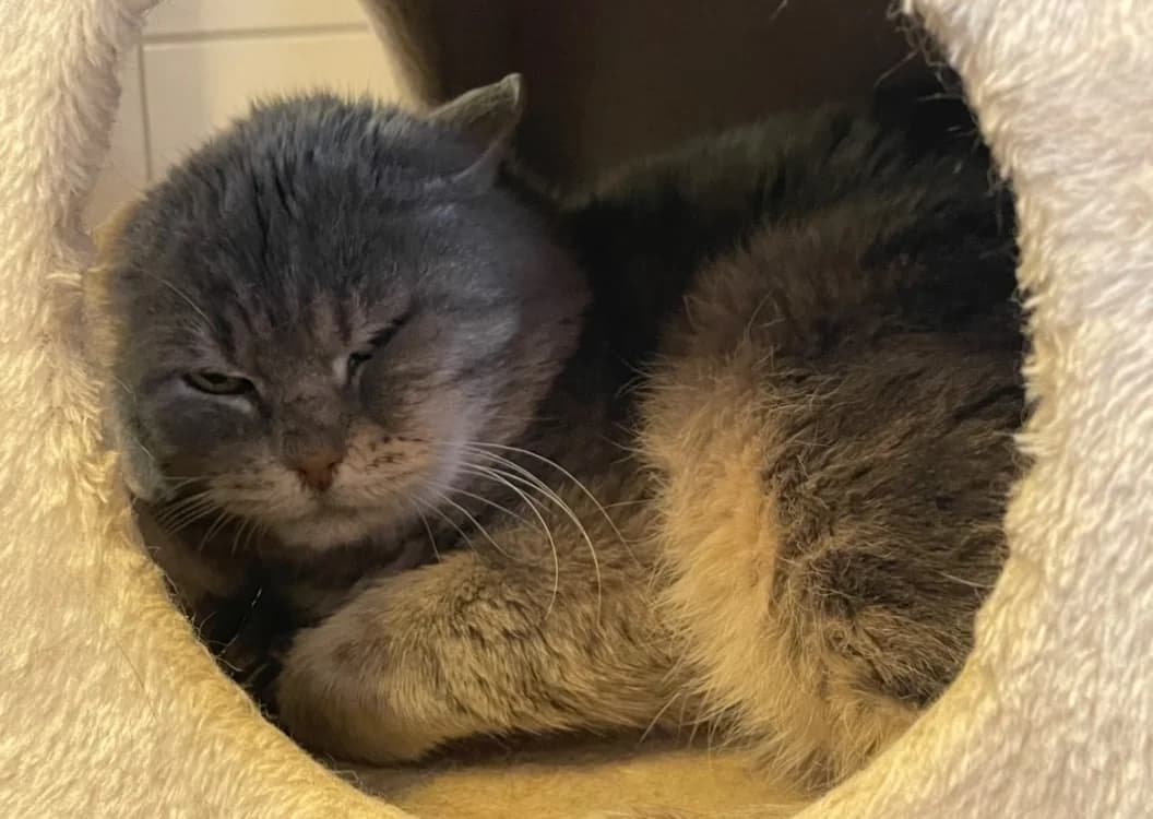 GUSTAVE, male mixed breed for adoption at SPA Thionville, Thionville