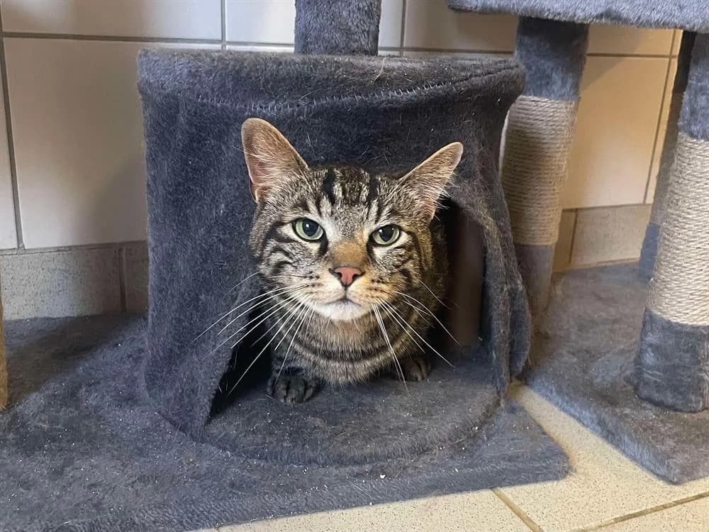 ODIN, male mixed breed for adoption at SPA Thionville, Thionville