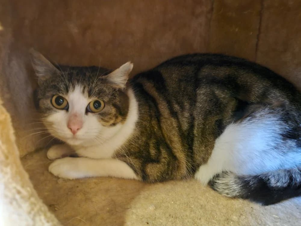 PEPSI, female mixed breed for adoption at SPA Thionville, Thionville