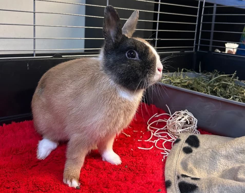 REGLISSE, male mixed breed for adoption at SPA Thionville, Thionville