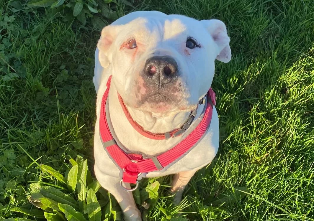 IZZY, female American Staffordshire Terrier for adoption at SPA Thionville, Thionville