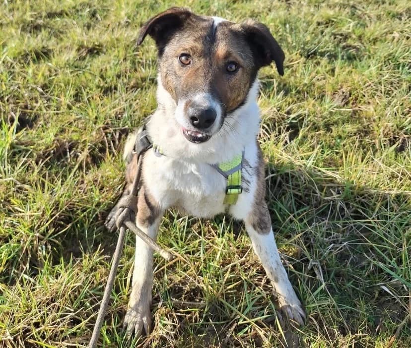 FIDO, male mixed breed for adoption at SPA Thionville, Thionville