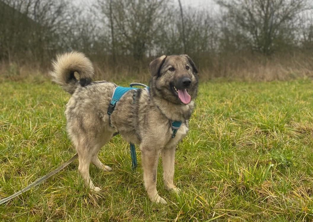 SILAS, male mixed breed for adoption at SPA Thionville, Thionville