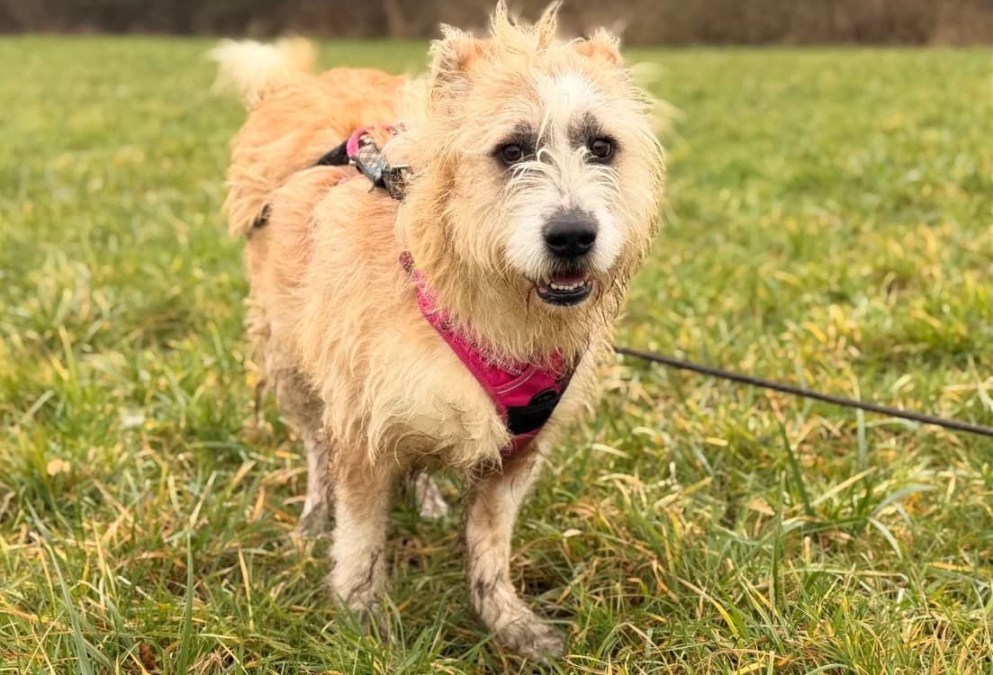 BAYA, female young mixed breed for adoption at SPA Thionville, Thionville