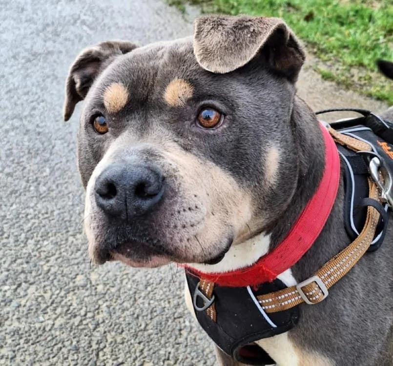 PHALON, male American Bully for adoption at SPA Thionville, Thionville