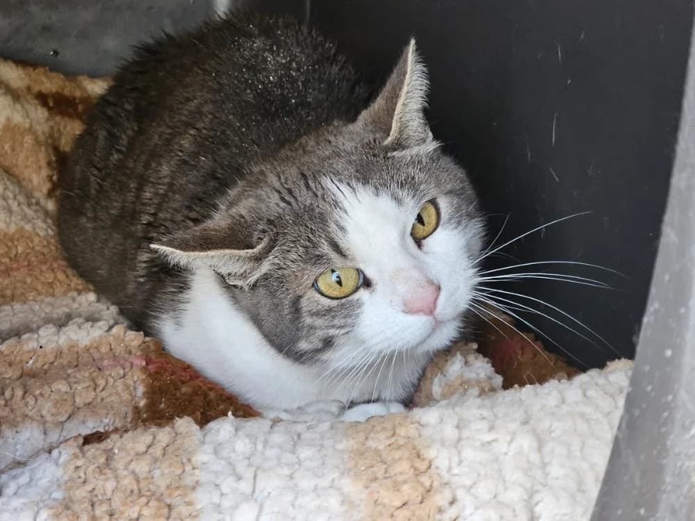 TOM POUCE, male senior mixed breed for adoption at SPA Thionville, Thionville