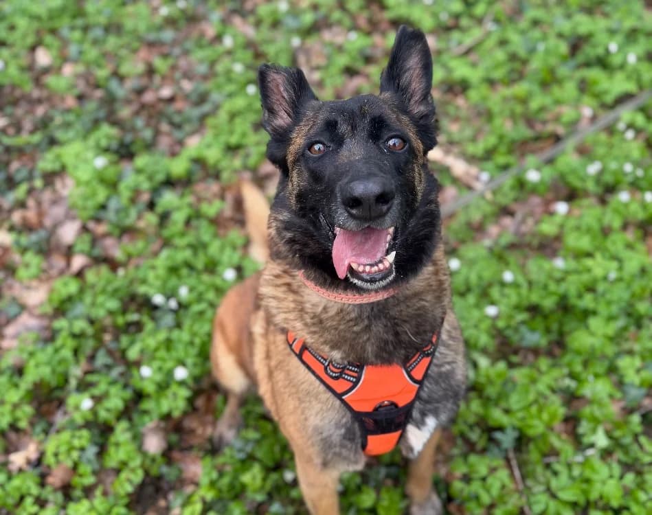 PALMA, female Belgian Malinois for adoption at SPA Thionville, Thionville