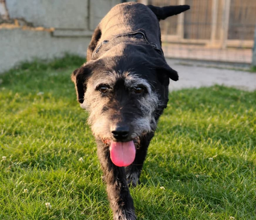 LIBERTY, female mixed breed for adoption at SPA Thionville, Thionville