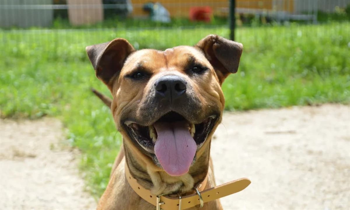 SHENZI CHAO, female Shar Pei for adoption at SPA Thionville, Thionville