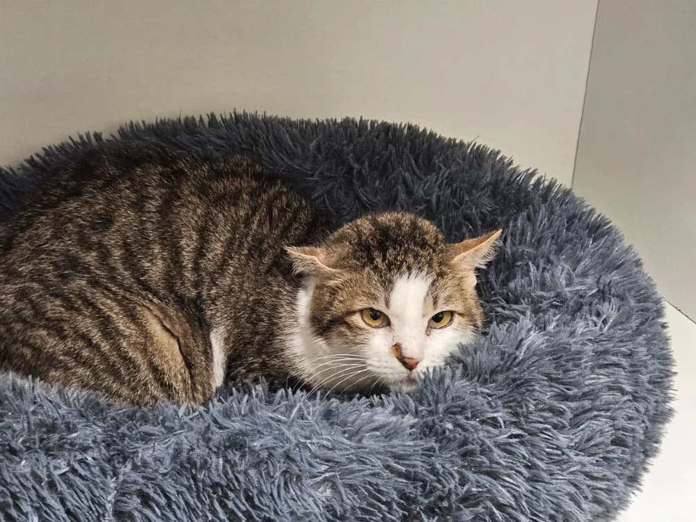 WAZA, female mixed breed for adoption at SPA Thionville, Thionville