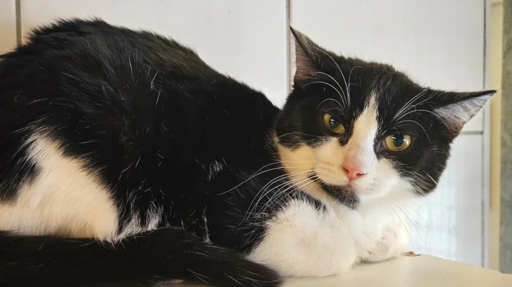 aha, female mixed breed for adoption at SPA Thionville, Thionville