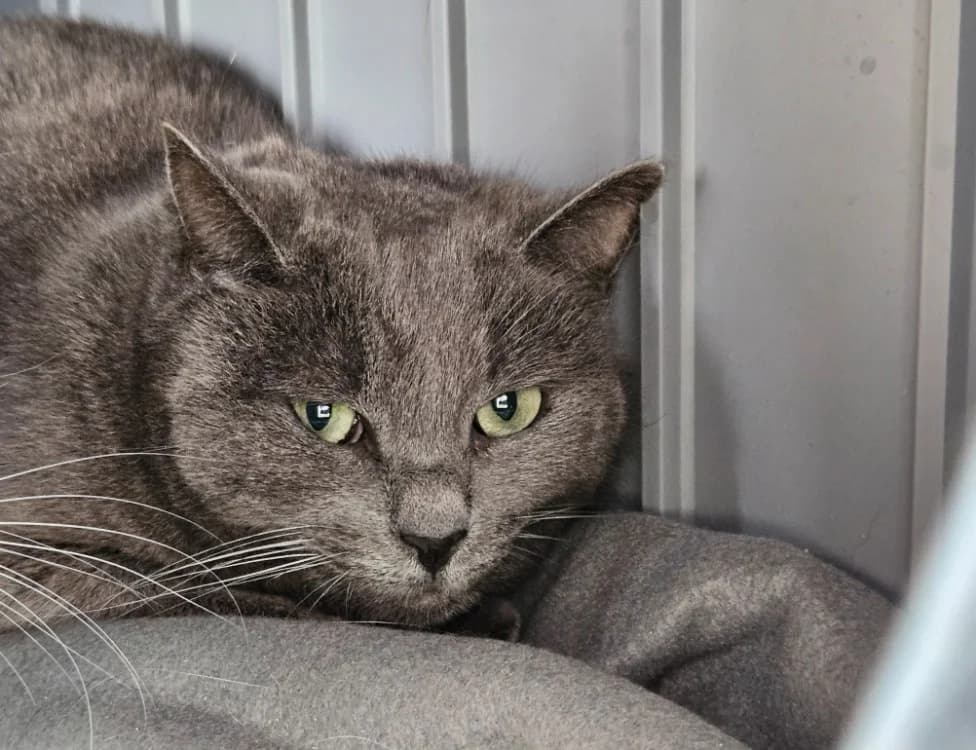 ARSOUILLE, female mixed breed for adoption at SPA Thionville, Thionville