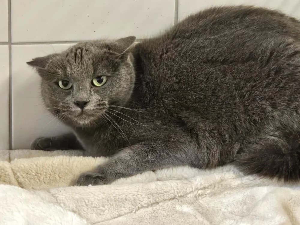 EBONY, female mixed breed for adoption at SPA Thionville, Thionville