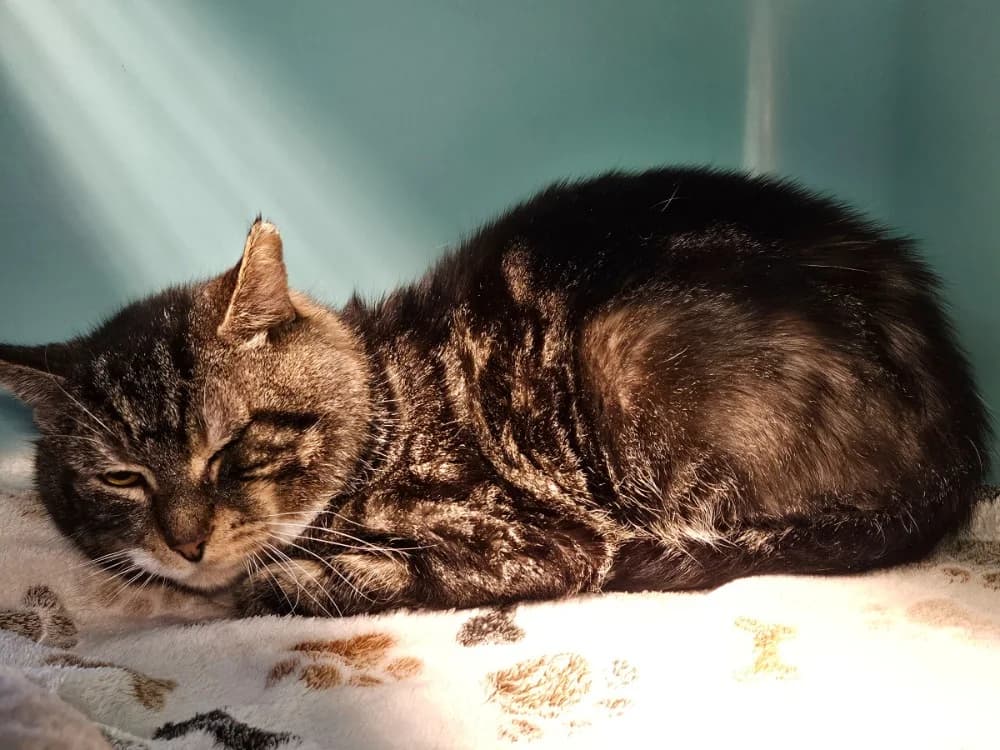 EVEREST, male 6yo mixed breed for adoption at SPA Thionville, Thionville