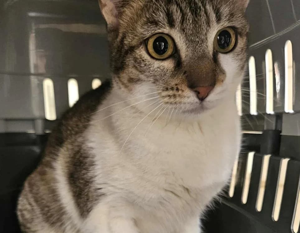 KAMOULA, female young mixed breed for adoption at SPA Thionville, Thionville