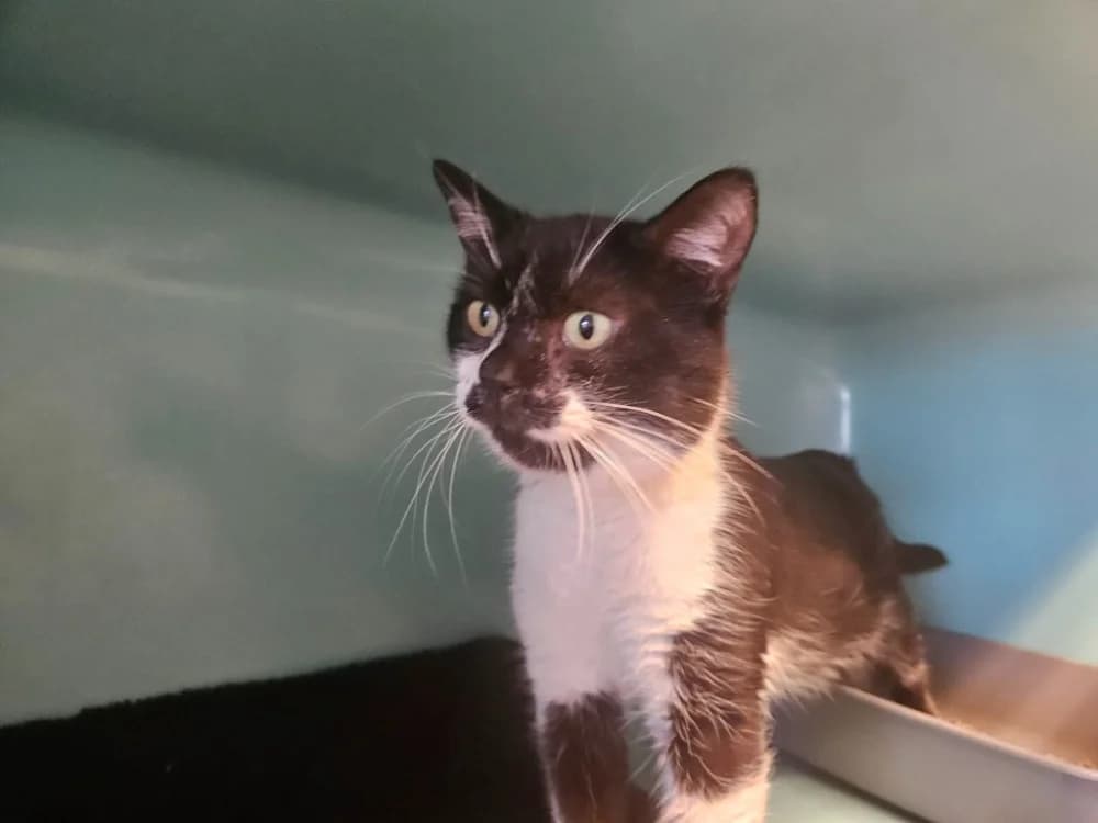 ONYX, male mixed breed for adoption at SPA Thionville, Thionville