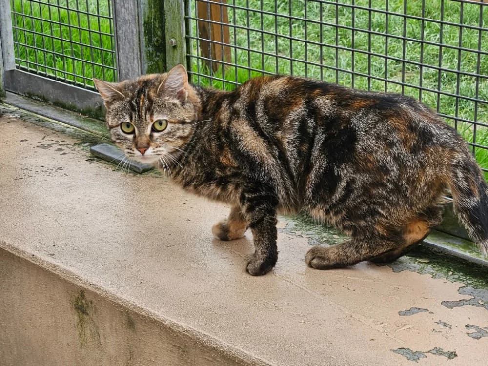 GHISLAINE, female mixed breed for adoption at SPA Thionville, Thionville