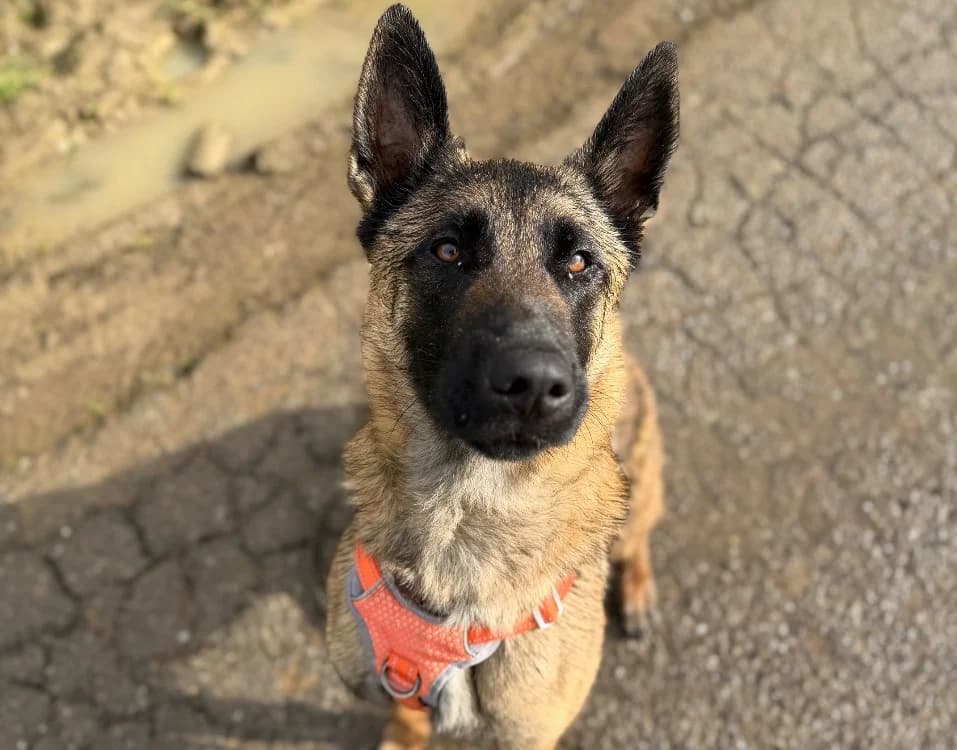 MEIKO QCN, male Belgian Malinois for adoption at SPA Thionville, Thionville