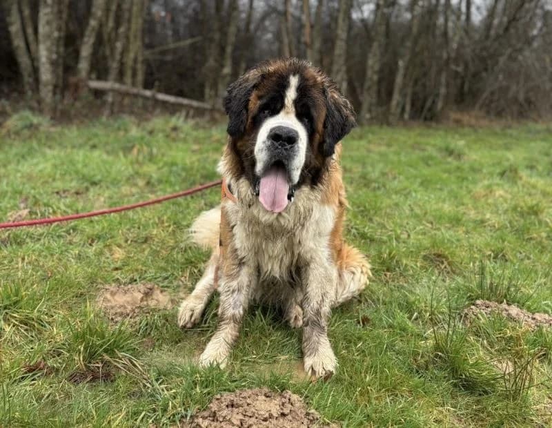 NEUTRON, male Saint Bernard for adoption at SPA Thionville, Thionville