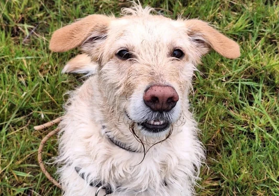 AIKO, male Mixed Breed for adoption at SPA Thionville, Thionville