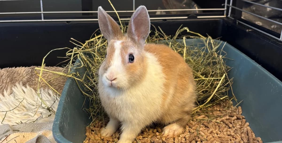 HARRY, male mixed breed for adoption at SPA Thionville, Thionville