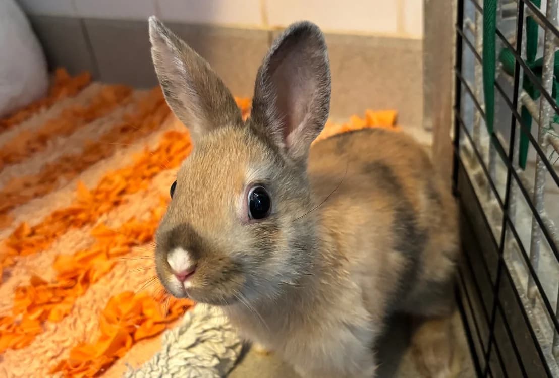 RON, male mixed breed for adoption at SPA Thionville, Thionville