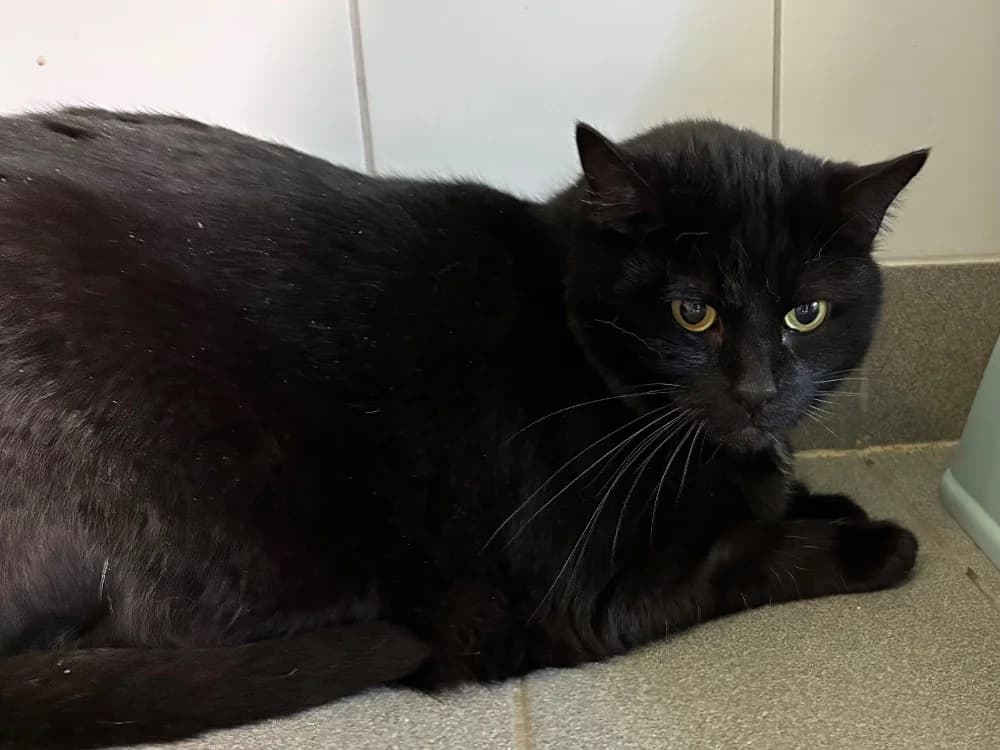 MINOU, male mixed breed for adoption at SPA Thionville, Thionville