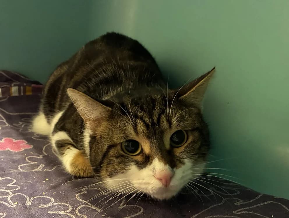 YURI, male mixed breed for adoption at SPA Thionville, Thionville