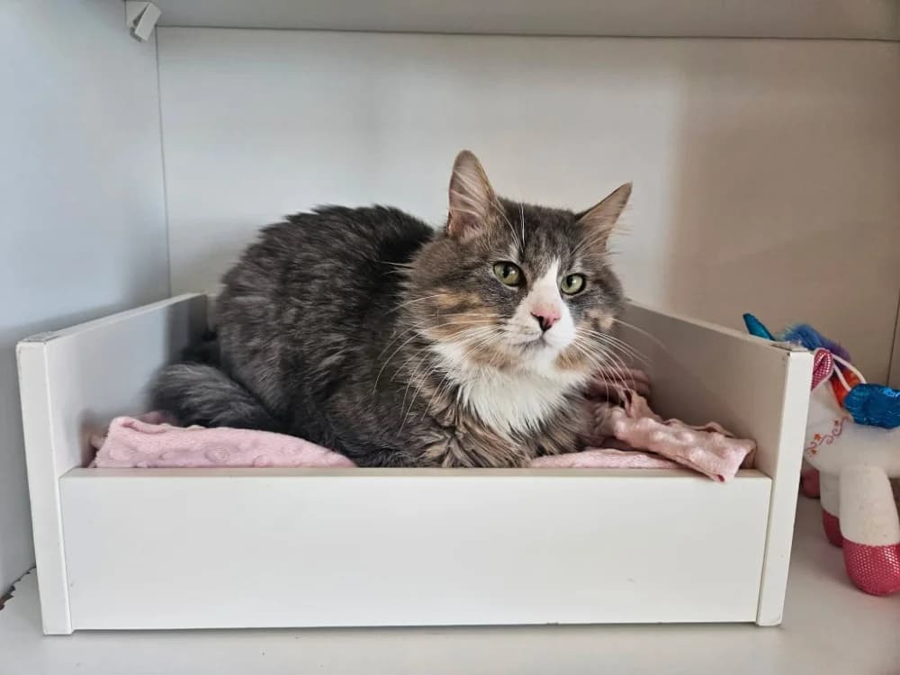 PELUCHE, male mixed breed for adoption at SPA Thionville, Thionville